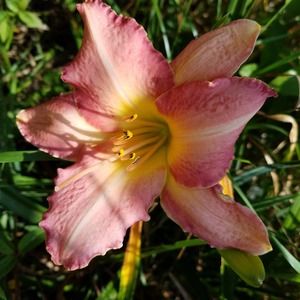 Meet your Posher, Patti